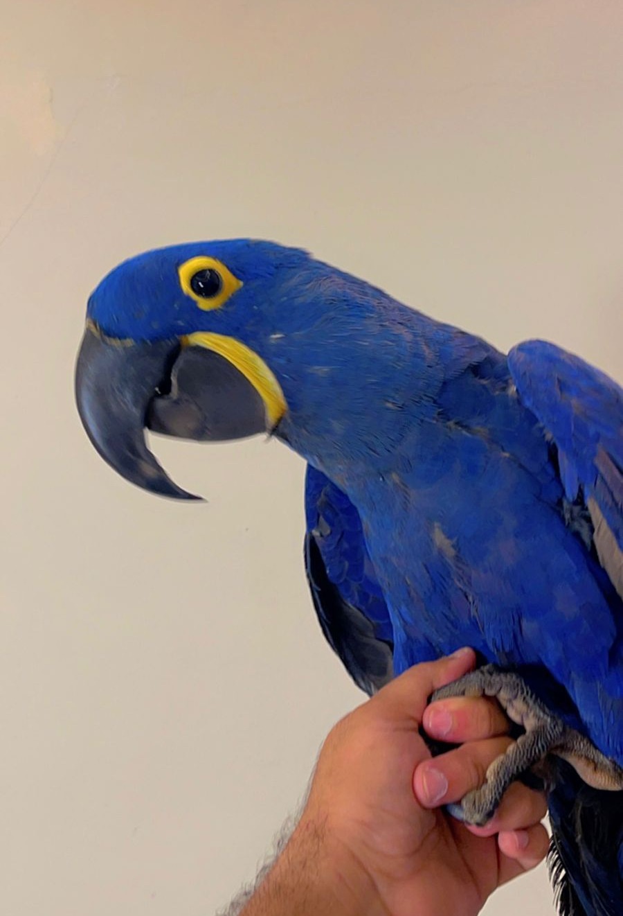 Hyacinth Macaw 🦜💎