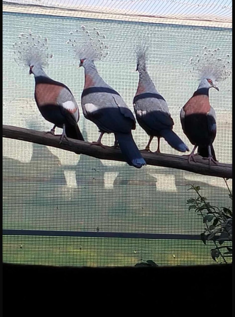 Victoria Crowned Pigeon 😍