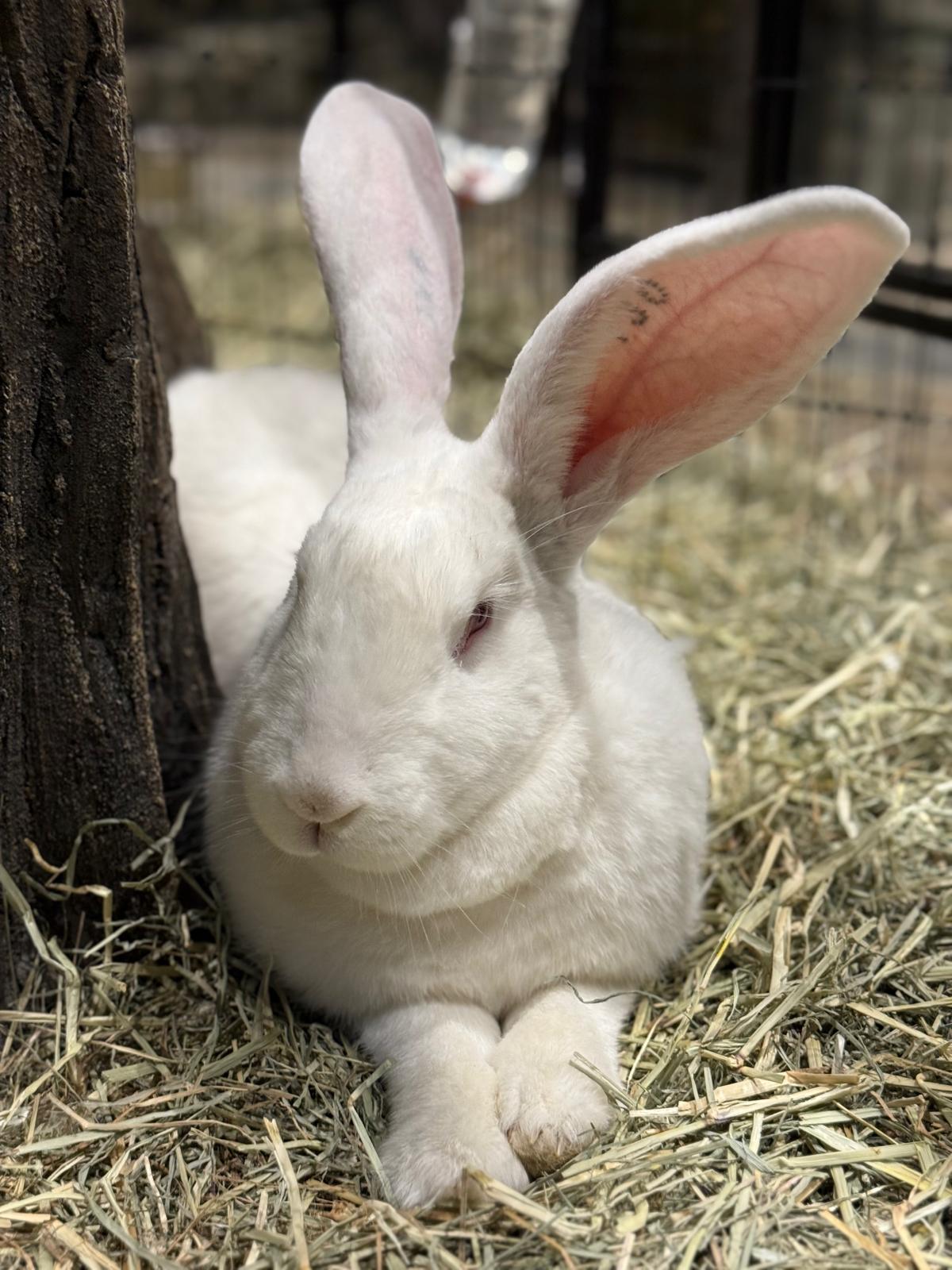 Flemish Giant Rabbit 😍
