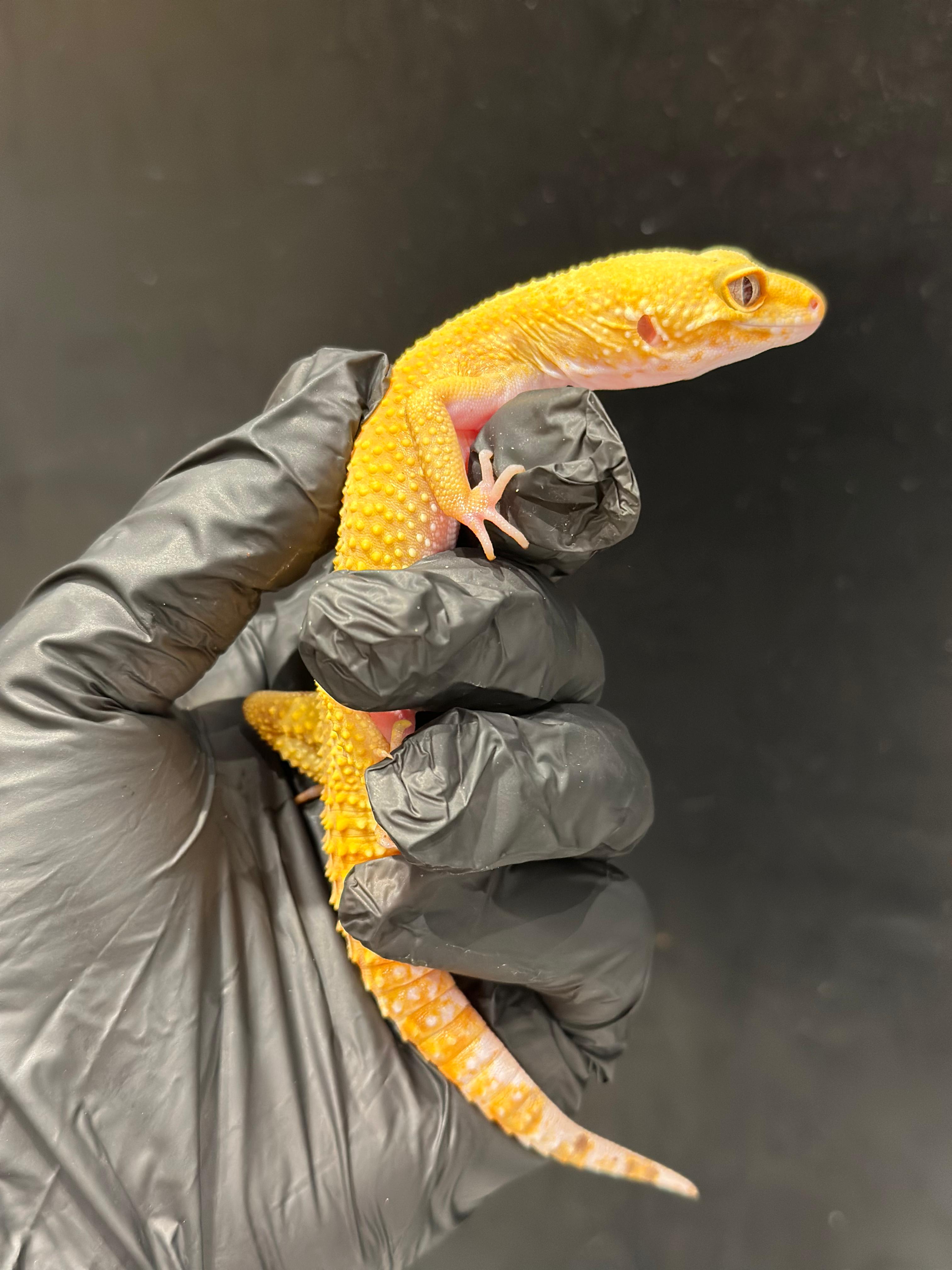 Leopard Tortoise 😍