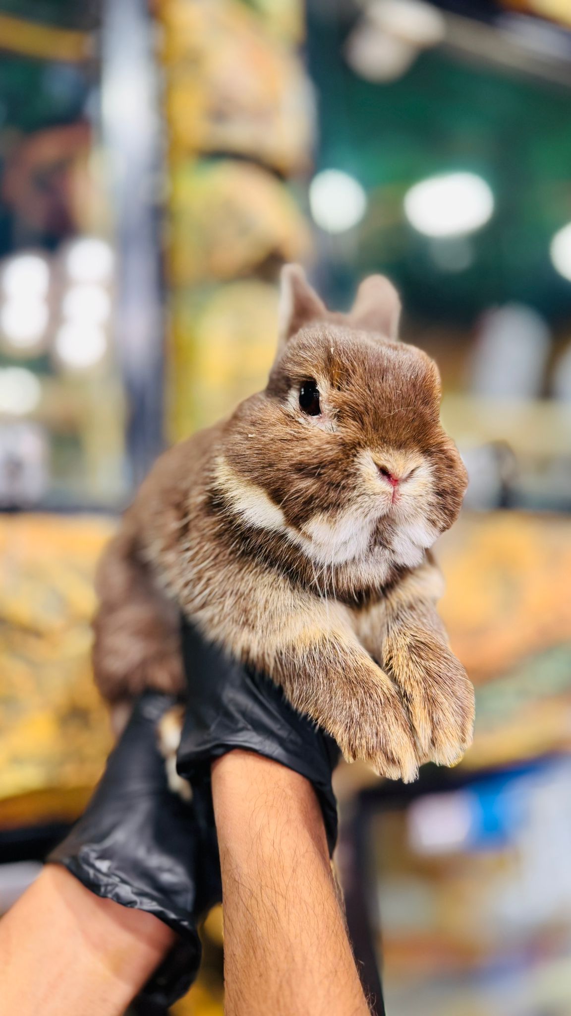 Netherland Pygmy Rabbit 😍