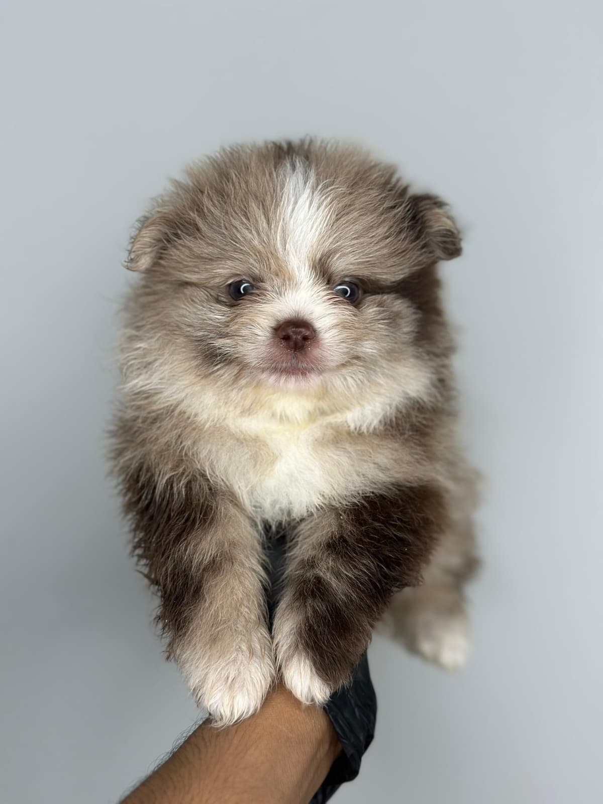 Merle Pomeranian 😍