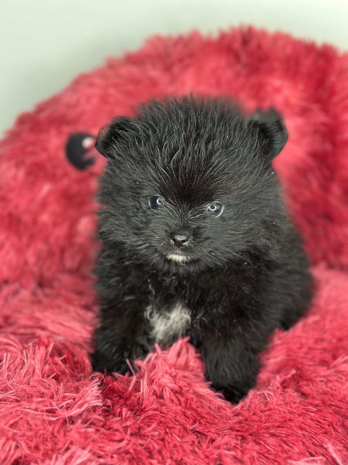 Black Pomeranian 😍