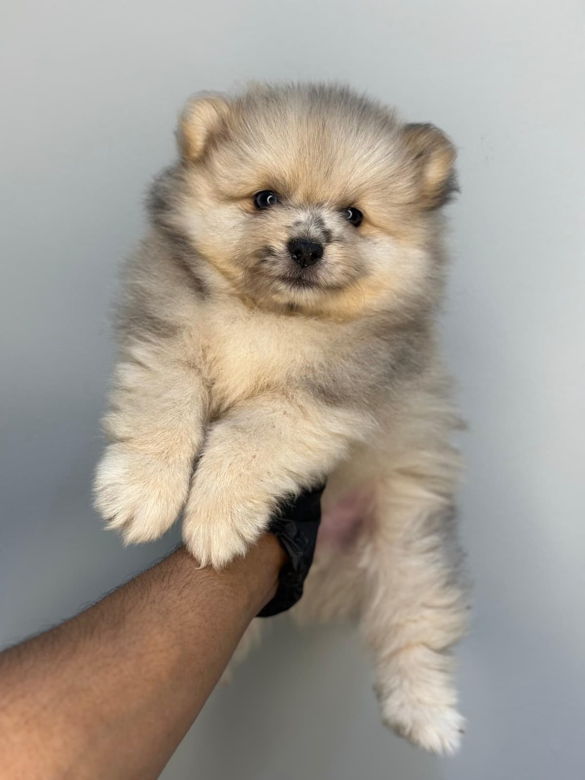 Pomeranian 😍