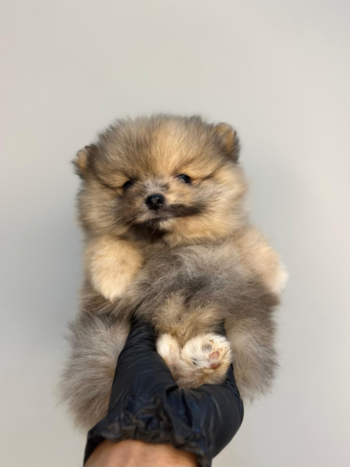 Pomeranian 😍