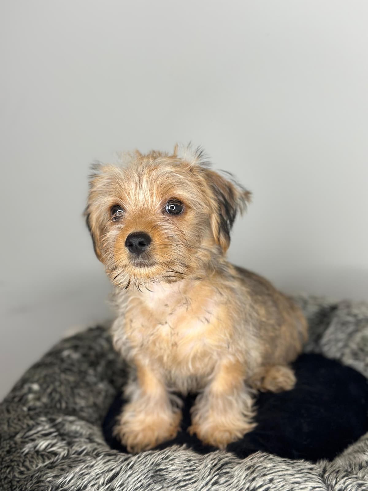 Yorkshire Terrier 😍