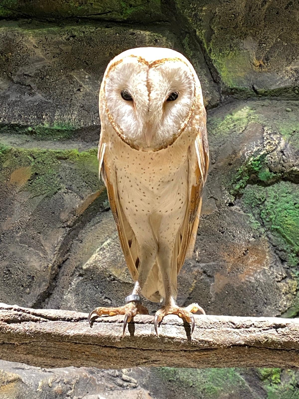 Barn Owl 😍