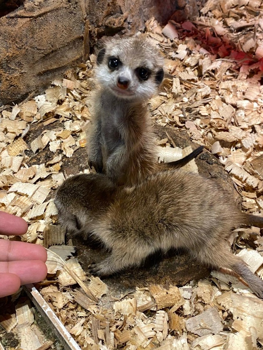 Meerkat Baby 😍