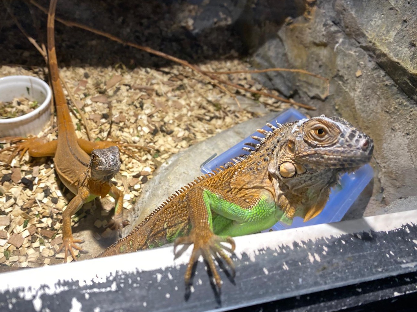 Brown & Green Iguana 😍