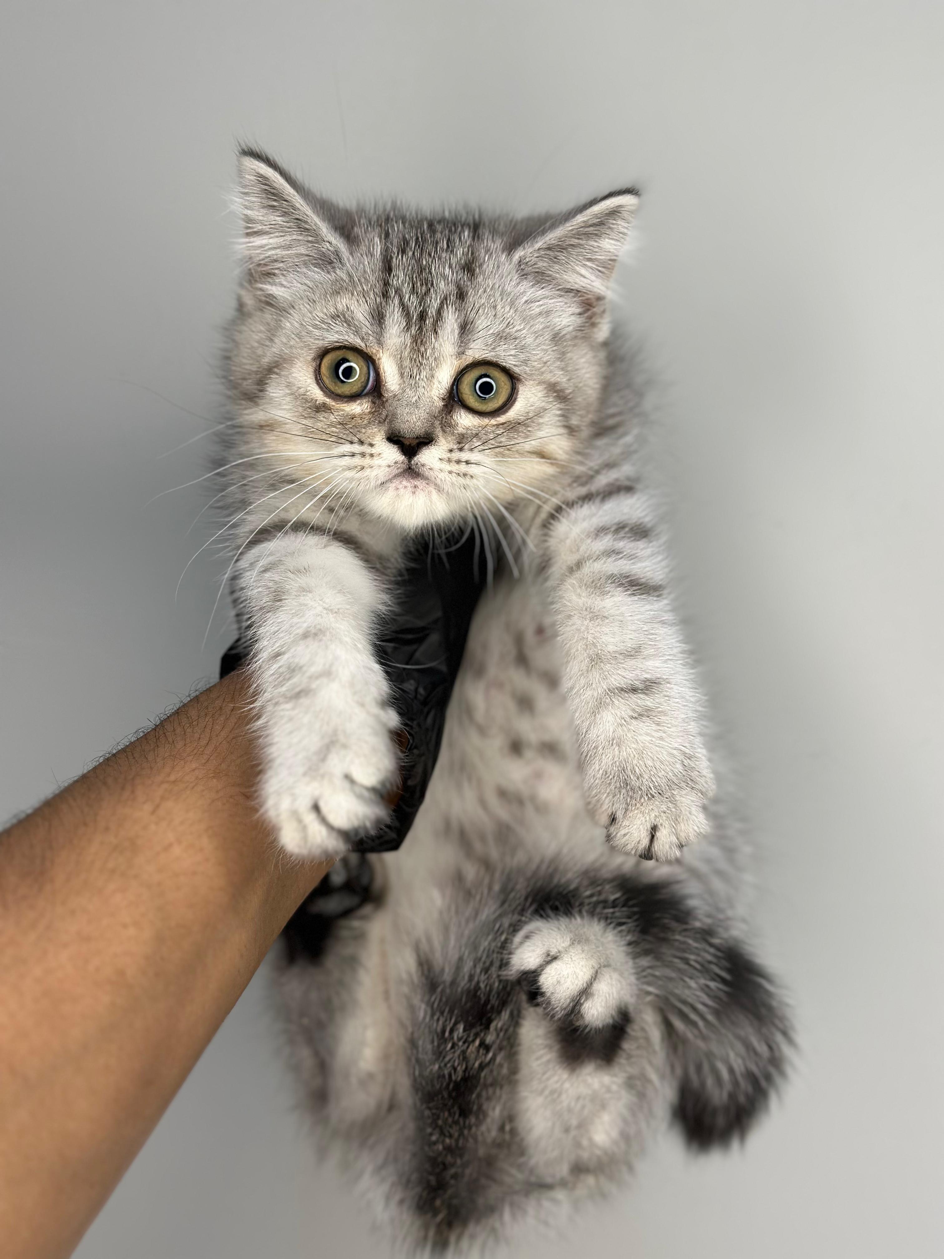 Scottish Straight 😍