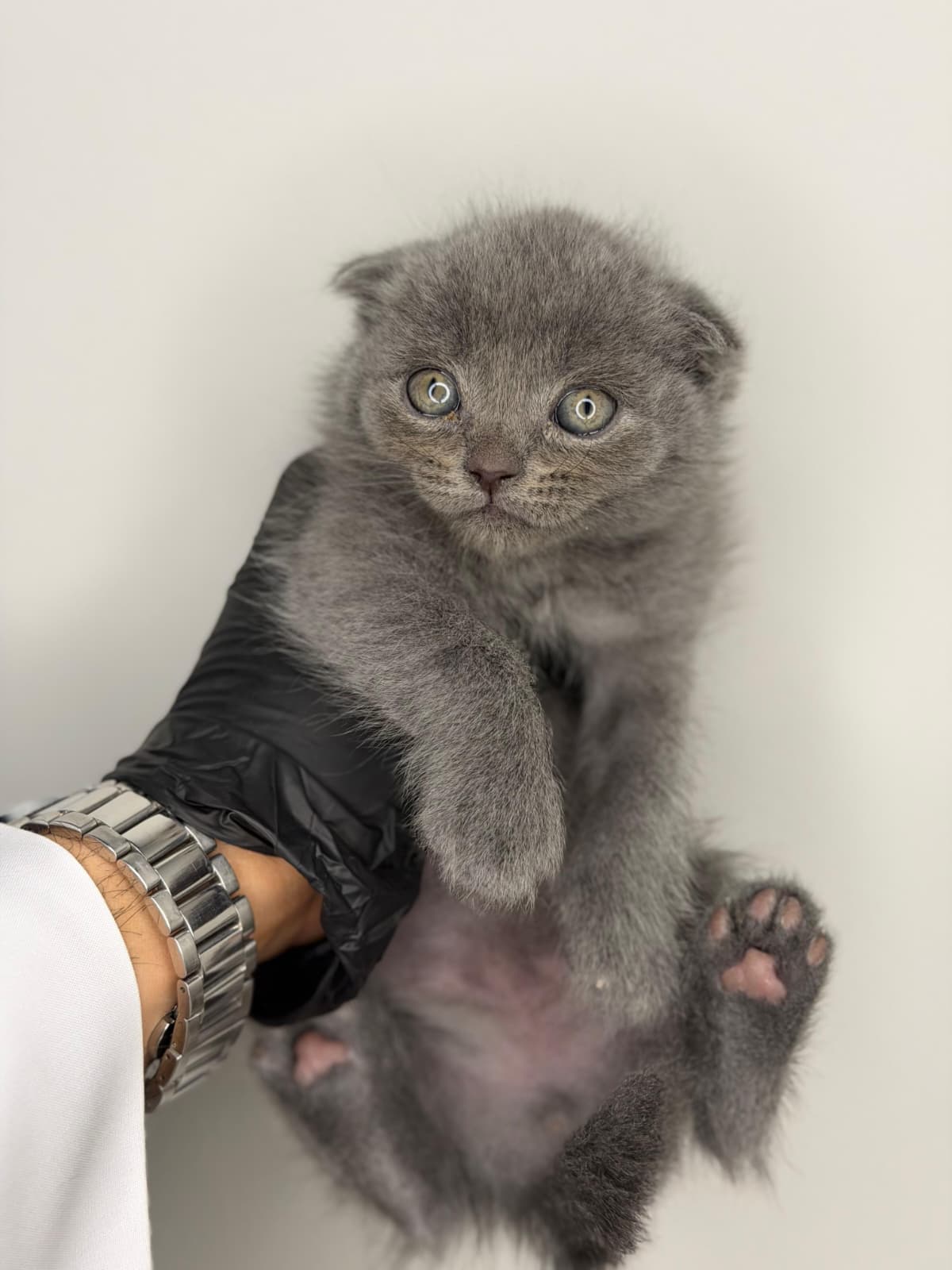 سكوتش فولد 😍