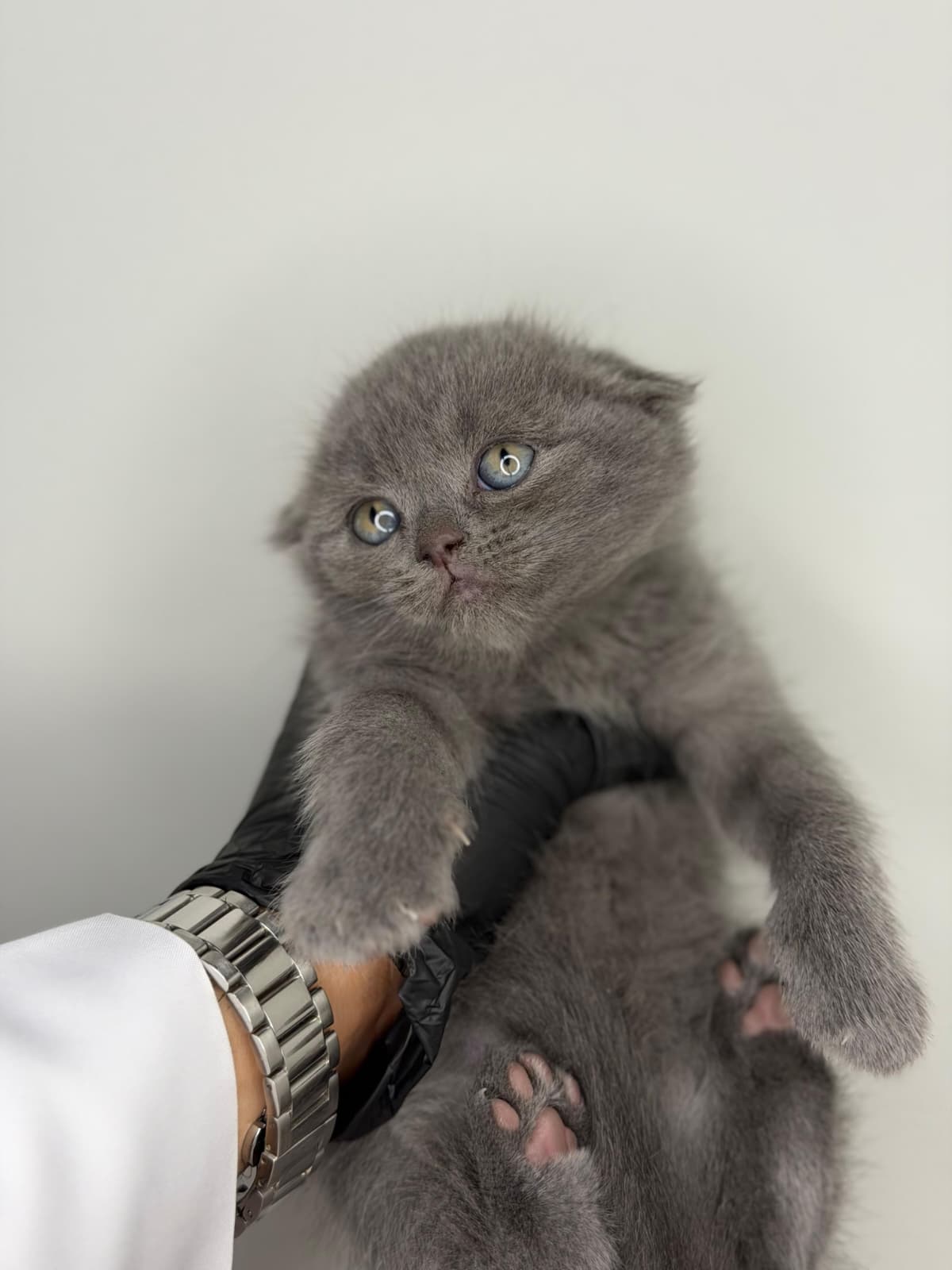 سكوتش فولد 😍