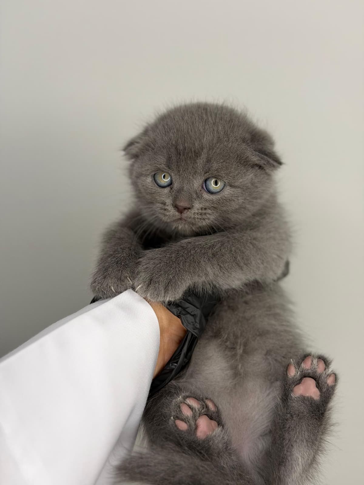 سكوتش فولد 😍