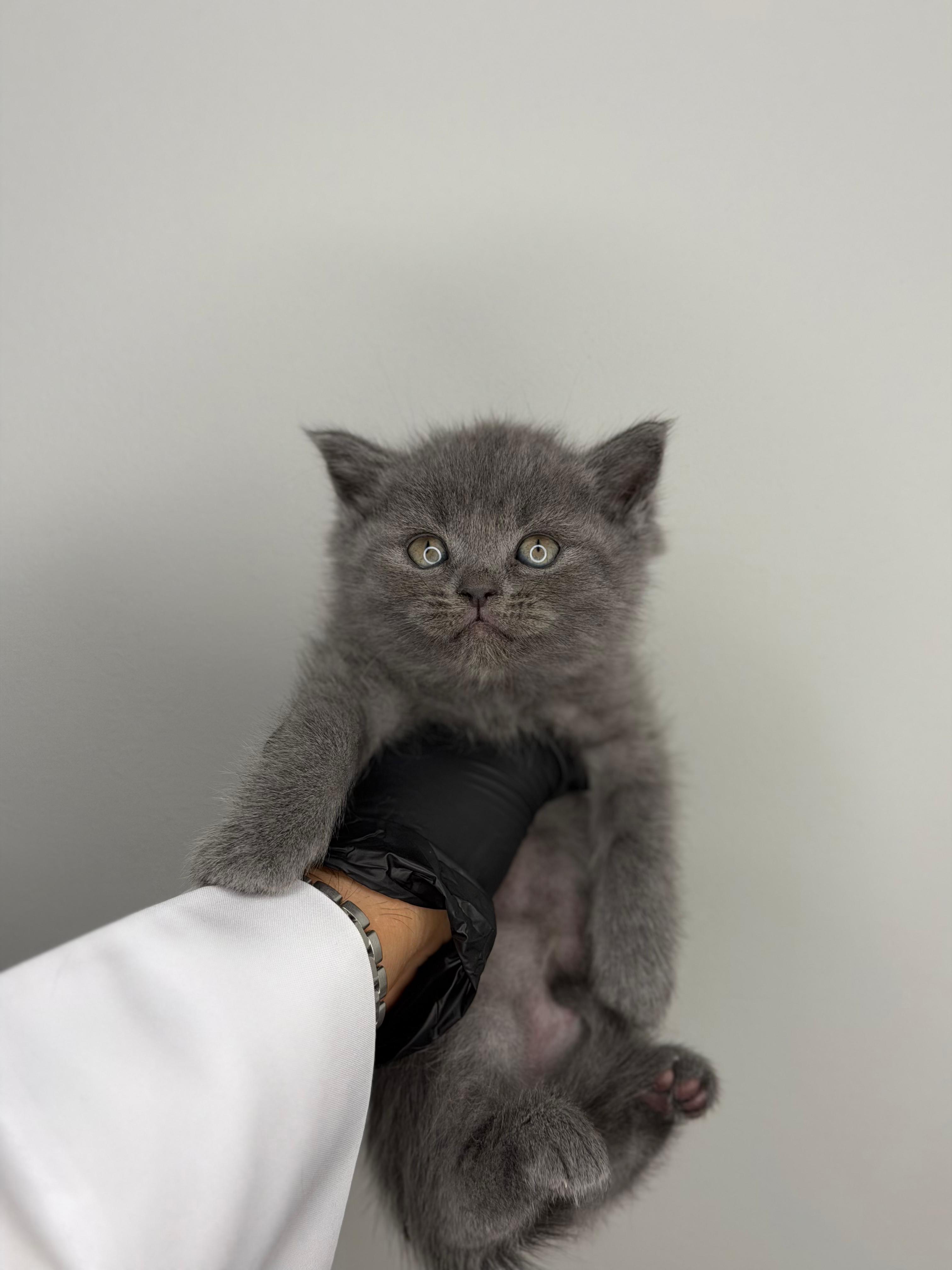 سكوتش ستريت 😍