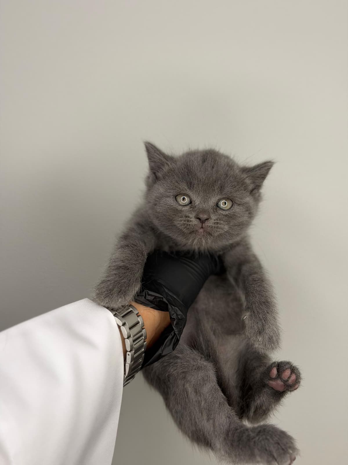 سكوتش ستريت 😍