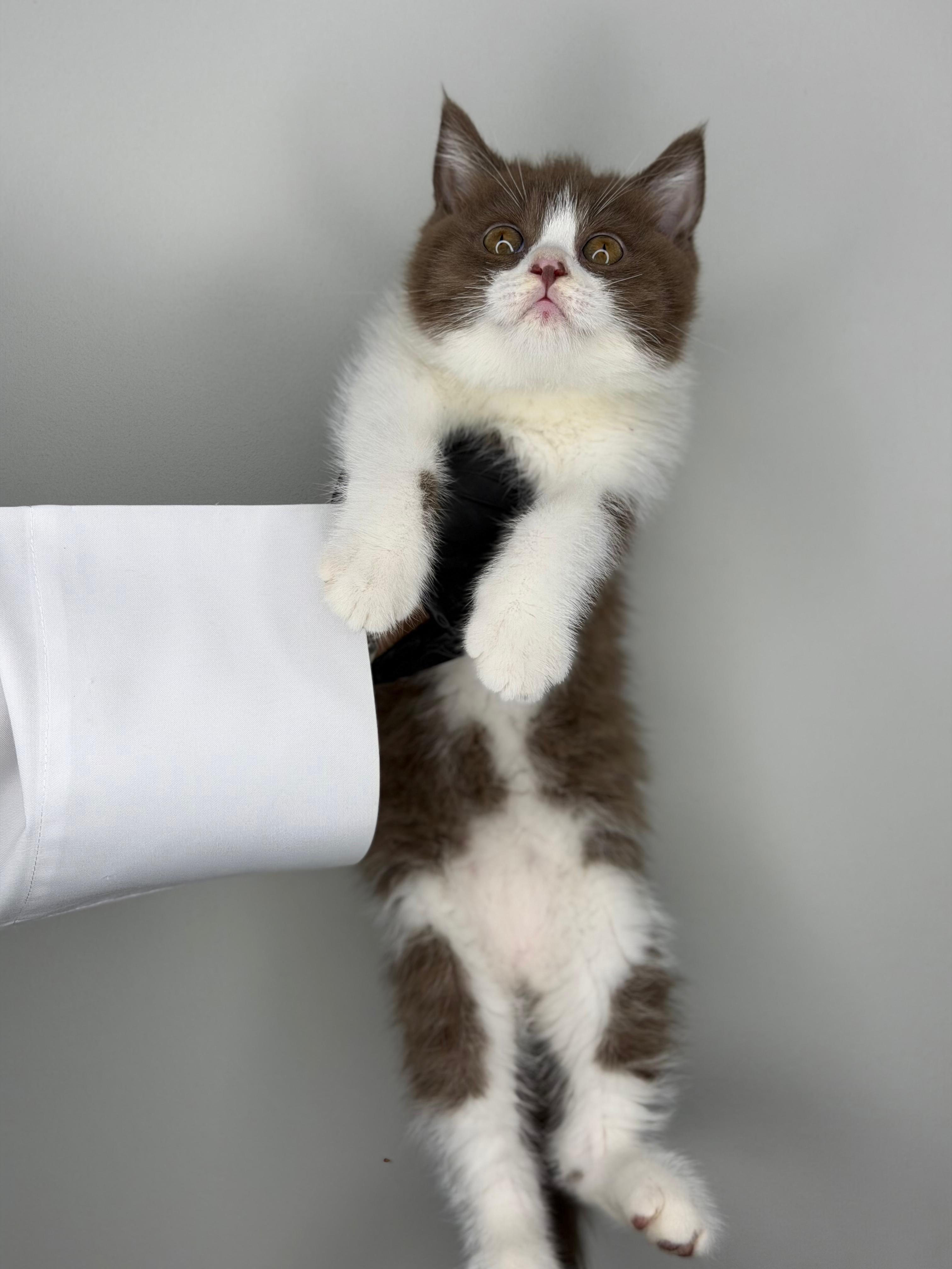 British Shorthair 😍