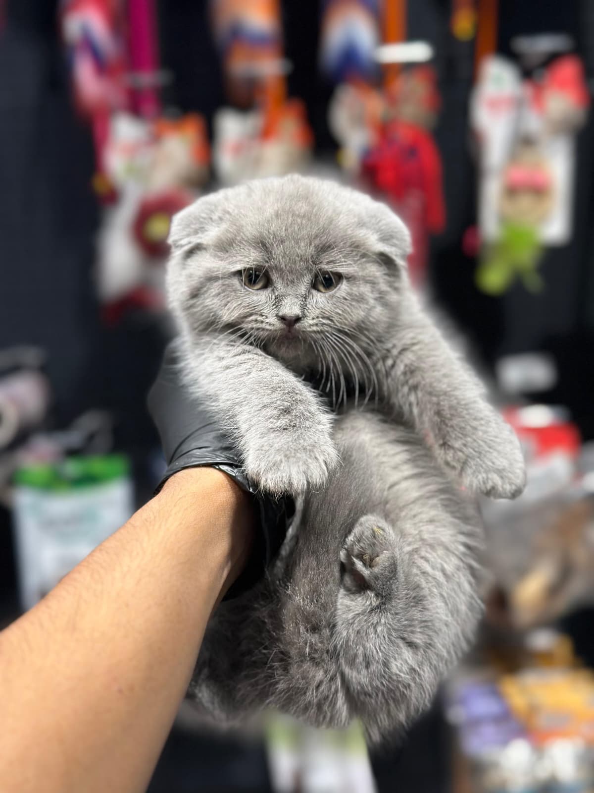 Scottish Fold 😍