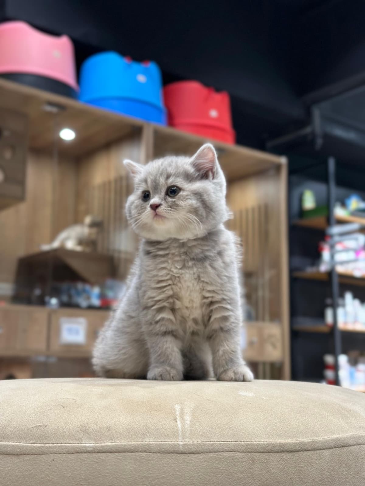 British Shorthair 😍