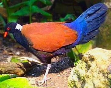 Pheasant Pigeon 😍