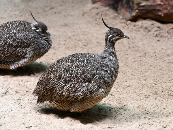 Elegant Crested Tinamou 😍