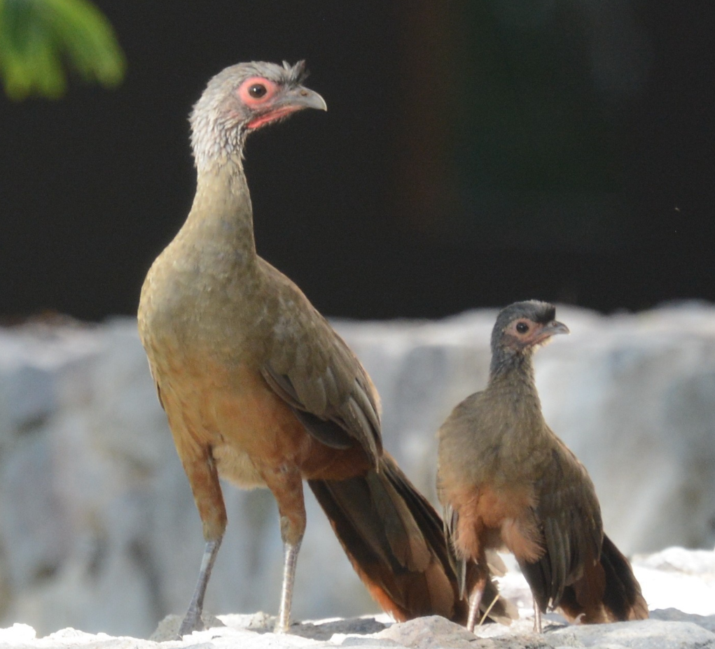Rufous Bellied Chachalaca 😍