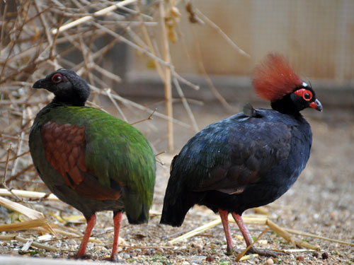 Crested Partridge 😍