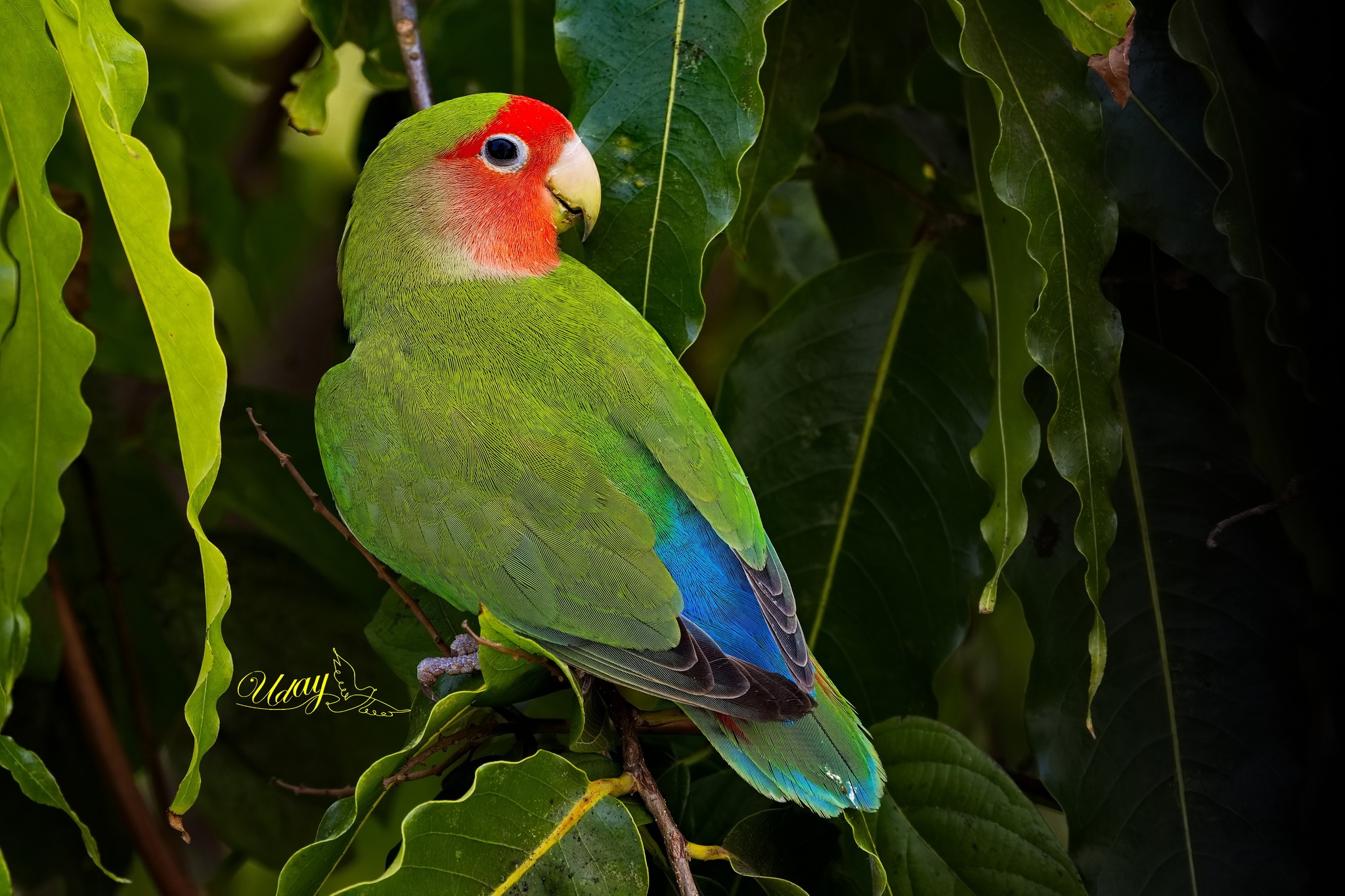 Rosy Faced Lovebird 😍