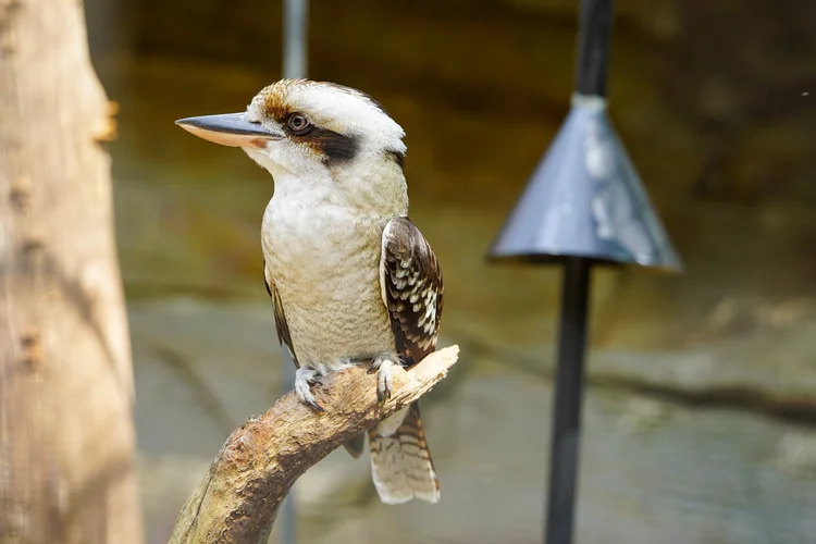 Laughing Kookaburra 😍