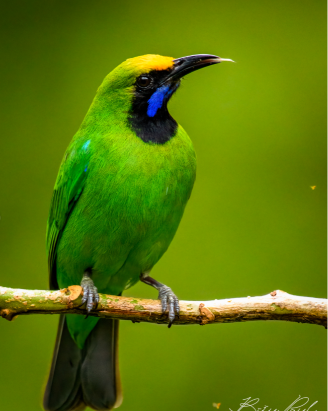 Golden Fronted Leafbird 😍