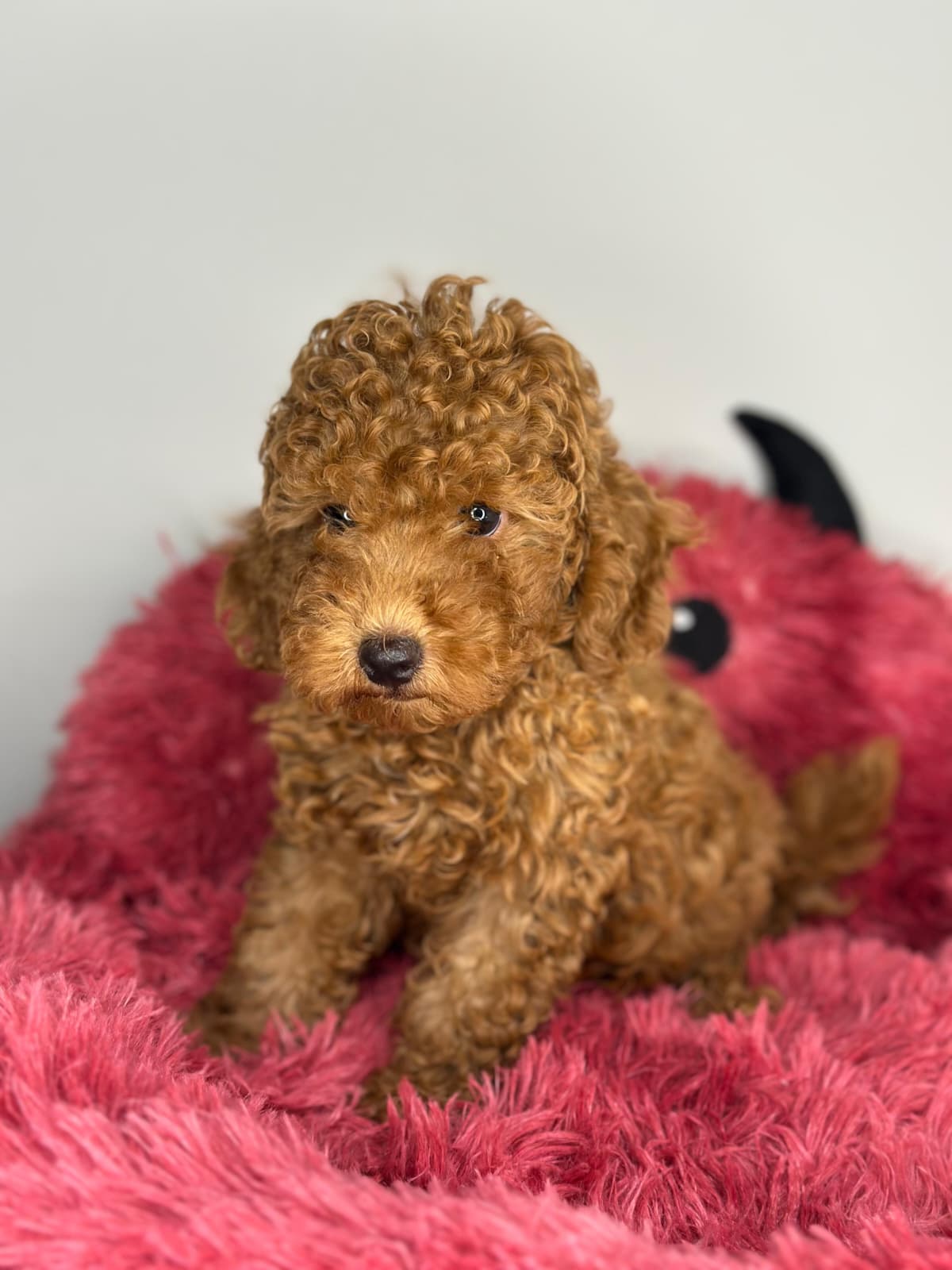 Toy poodle 😍